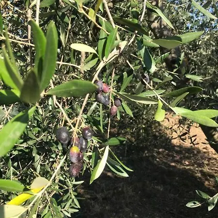 Il Sorbino - Da Cocca Apartment Pian d'Alma
